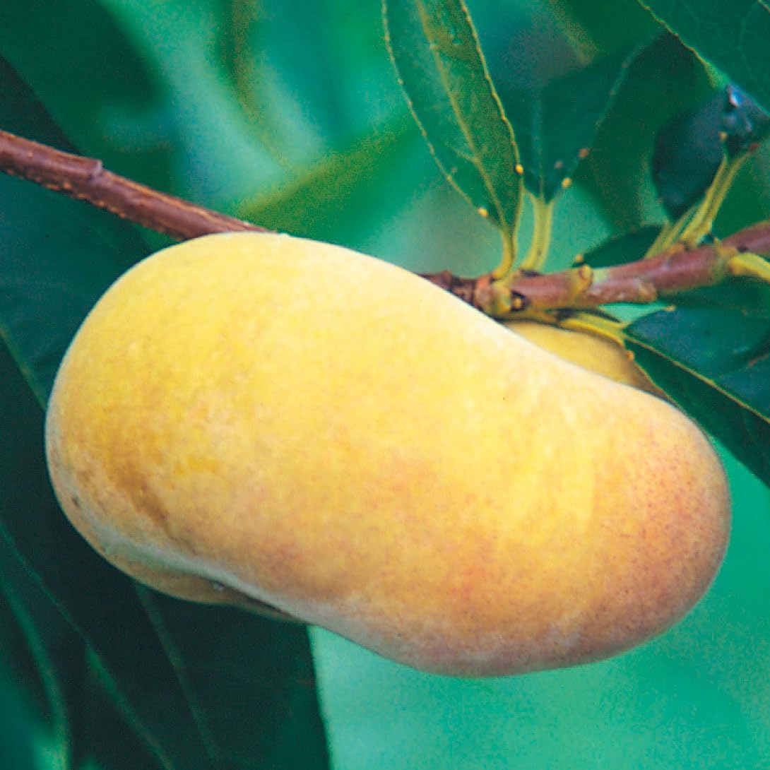 Amazon.co.jp: 果樹苗 モモ 黄金蟠桃 富士野生桃R 1株 / 国華園 25年春